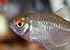 Red Eye Tetra Moenkhausia sanctaefilomenae - thumbnail