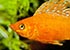 Sailfin Molly Poecilia velifera - thumbnail