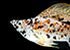 Sailfin Molly Poecilia velifera - thumbnail