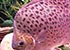 Scat Scatophagus argus - thumbnail