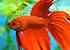 Red Siamese fighting fish Betta splendens - thumbnail
