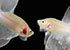 White Siamese fighting fish Betta splendens - thumbnail