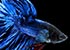 Blue Siamese fighting fish Betta splendens - thumbnail