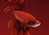 Red Siamese fighting fish Betta splendens - thumbnail