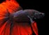 Red Purple Siamese fighting fish Betta splendens - thumbnail