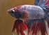 Purple Siamese fighting fish Betta splendens - thumbnail