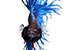 Blue Siamese fighting fish Betta splendens - thumbnail