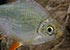 Tinfoil Barb Barbonymus schwanenfeldii - thumbnail