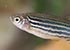 Zebra Danio Danio rerio - thumbnail
