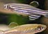Zebra and Leopard  Danio Danio rerio - thumbnail
